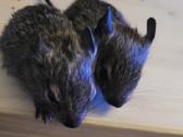 Parduodu Degu - nuotraukos Nr. 3