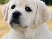 Kilmingi Labradoro retriverių veislės šuniukai - nuotraukos Nr. 4