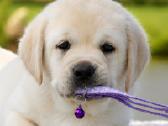 Kilmingi Labradoro retriverių veislės šuniukai - nuotraukos Nr. 10