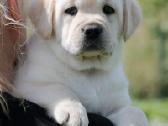 Kilmingi Labradoro retriverių veislės šuniukai - nuotraukos Nr. 35