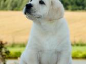 Kilmingi Labradoro retriverių veislės šuniukai - nuotraukos Nr. 26