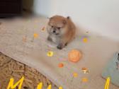 Pomeranijos nykštukinių špicai Boo - nuotraukos Nr. 14