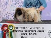 Pekino šuniukai Lkd Fci. Tel. - nuotraukos Nr. 14