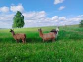 Lamų pora + 3 metų patelė Dovanų! - nuotraukos Nr. 5
