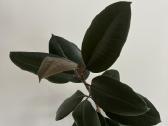 Ficus Elastica kambarinė gėlė - nuotraukos Nr. 2
