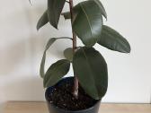 Ficus Elastica kambarinė gėlė - nuotraukos Nr. 4