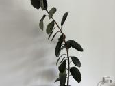 Ficus Elastica kambarinė gėlė - nuotraukos Nr. 5