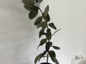 Ficus Elastica kambarinė gėlė - nuotraukos Nr. 6