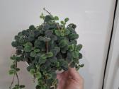 Episcia Alsobia - nuotraukos Nr. 2