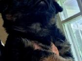 2.5mėn.jorkšyras+pekinas - nuotraukos Nr. 2