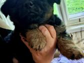 2.5mėn.jorkšyras+pekinas - nuotraukos Nr. 5