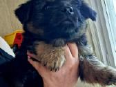 2.5mėn.jorkšyras+pekinas - nuotraukos Nr. 6