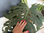 Didžialapės monstera - nuotraukos Nr. 2