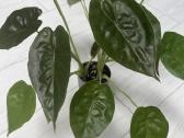 Alocasia Venty - nuotraukos Nr. 2