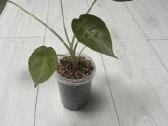 Alocasia venty - nuotraukos Nr. 2