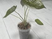 Alocasia venty - nuotraukos Nr. 3