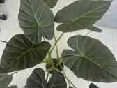 Alocasia Regal Shields - nuotraukos Nr. 2