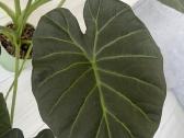 Alocasia Regal Shields - nuotraukos Nr. 3
