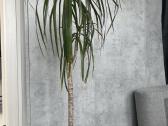 Dracaena marginata - nuotraukos Nr. 2