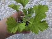 Karališkoji pelargonija. - nuotraukos Nr. 2