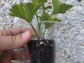 Karališkoji pelargonija. - nuotraukos Nr. 3