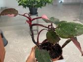 Philodendron Pink Princess - nuotraukos Nr. 2