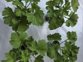 Karališkoji pelargonija. - nuotraukos Nr. 2