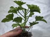 Karališkoji pelargonija. - nuotraukos Nr. 3