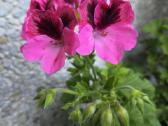 Karališkoji pelargonija. - nuotraukos Nr. 2