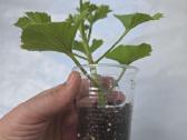 Karališkoji pelargonija. - nuotraukos Nr. 3