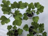 Karališkoji pelargonija. - nuotraukos Nr. 4