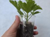 Karališkoji pelargonija. - nuotraukos Nr. 2