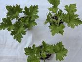 Karališkoji pelargonija. - nuotraukos Nr. 3