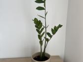 Zamioculcas kambarinė gėlė - nuotraukos Nr. 2