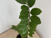 Zamioculcas kambarinė gėlė - nuotraukos Nr. 3