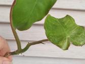 Filodendronai, epipremnum - nuotraukos Nr. 28