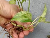 Filodendronai, epipremnum - nuotraukos Nr. 31
