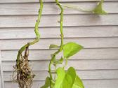 Filodendronai, epipremnum - nuotraukos Nr. 32