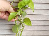 Filodendronai, epipremnum - nuotraukos Nr. 33