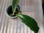 Hoya 's - nuotraukos Nr. 19