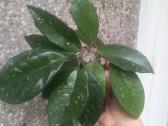Hoya 's - nuotraukos Nr. 21