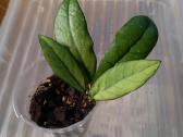 Hoya 's - nuotraukos Nr. 22