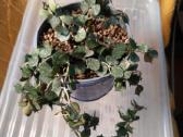 Hoya 's - nuotraukos Nr. 23