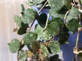 Hoya 's - nuotraukos Nr. 24