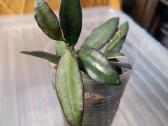Hoya 's - nuotraukos Nr. 26