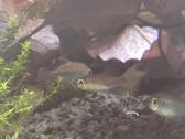 Kongo Tetros, Rodostomus, Ancistrus ir kt. - nuotraukos Nr. 3