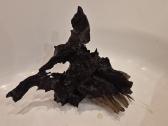 Kongo Tetros, Rodostomus, Ancistrus ir kt. - nuotraukos Nr. 8