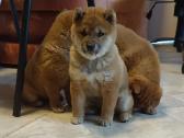 Parduodu Shiba Inu - nuotraukos Nr. 2