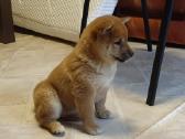 Parduodu Shiba Inu - nuotraukos Nr. 5