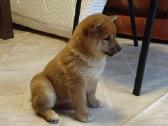 Parduodu Shiba Inu - nuotraukos Nr. 7